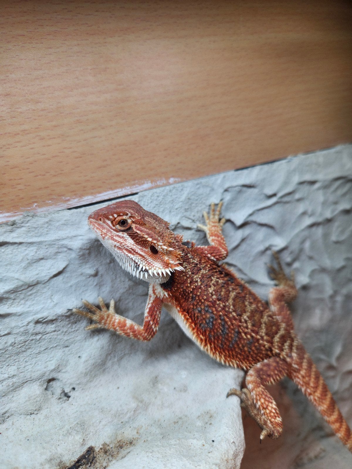 Red tiger baardagaam vrouwtje aangeboden, Dieren en Toebehoren, Reptielen en Amfibieën, Hagedis, Tam, 0 tot 2 jaar