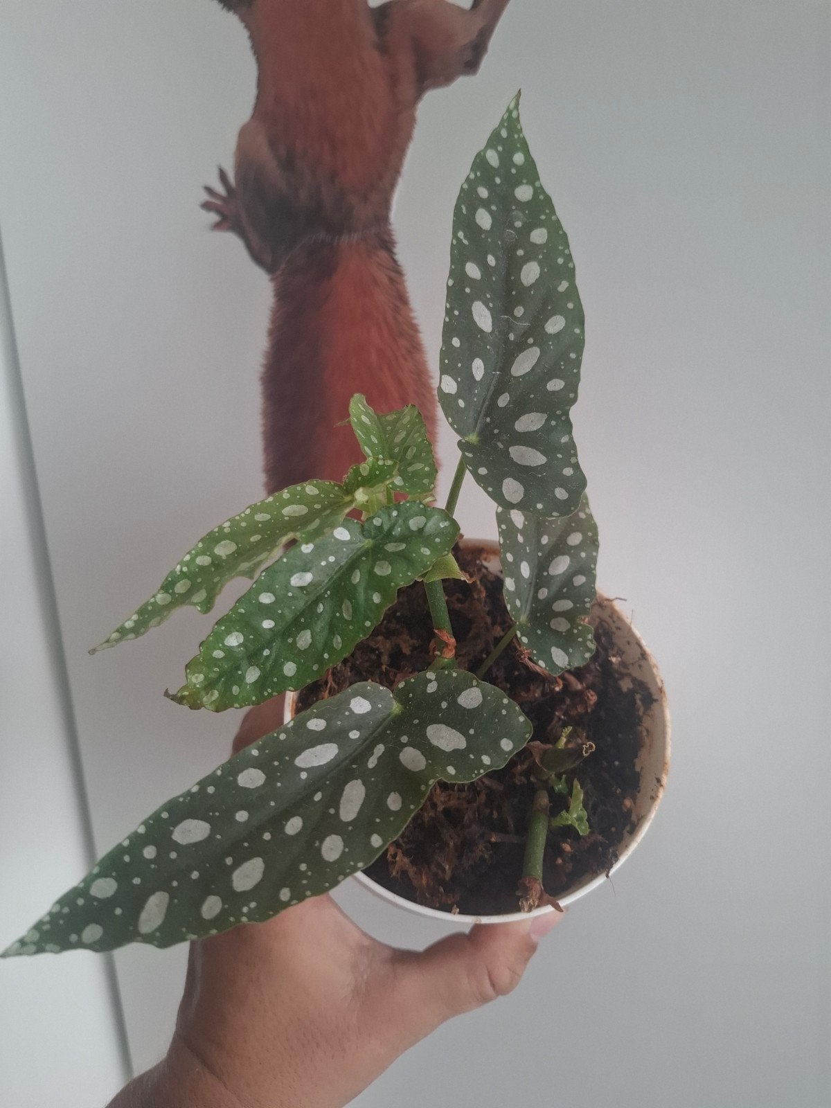Begonia Maculata / Stippenbegonia, Ophalen of Verzenden, Halfschaduw, Minder dan 100 cm