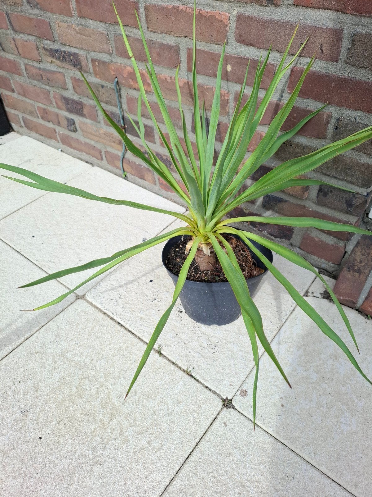 Yucca Gloriosa te koop!, Ophalen, Vaste plant, Overige soorten