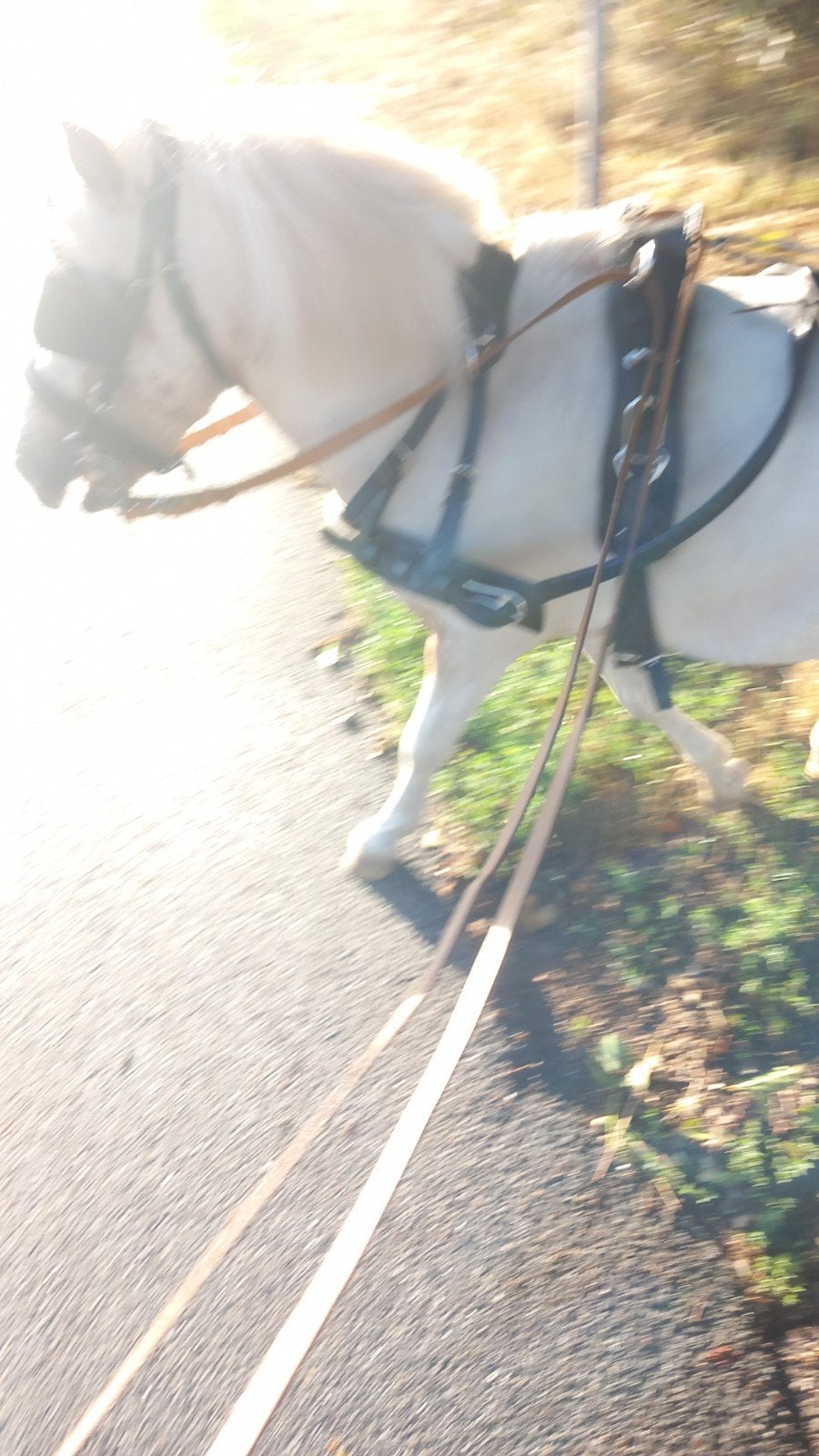 mooi ruintje. licht betuigd. 1 meter, Ophalen of Verzenden, Pony
