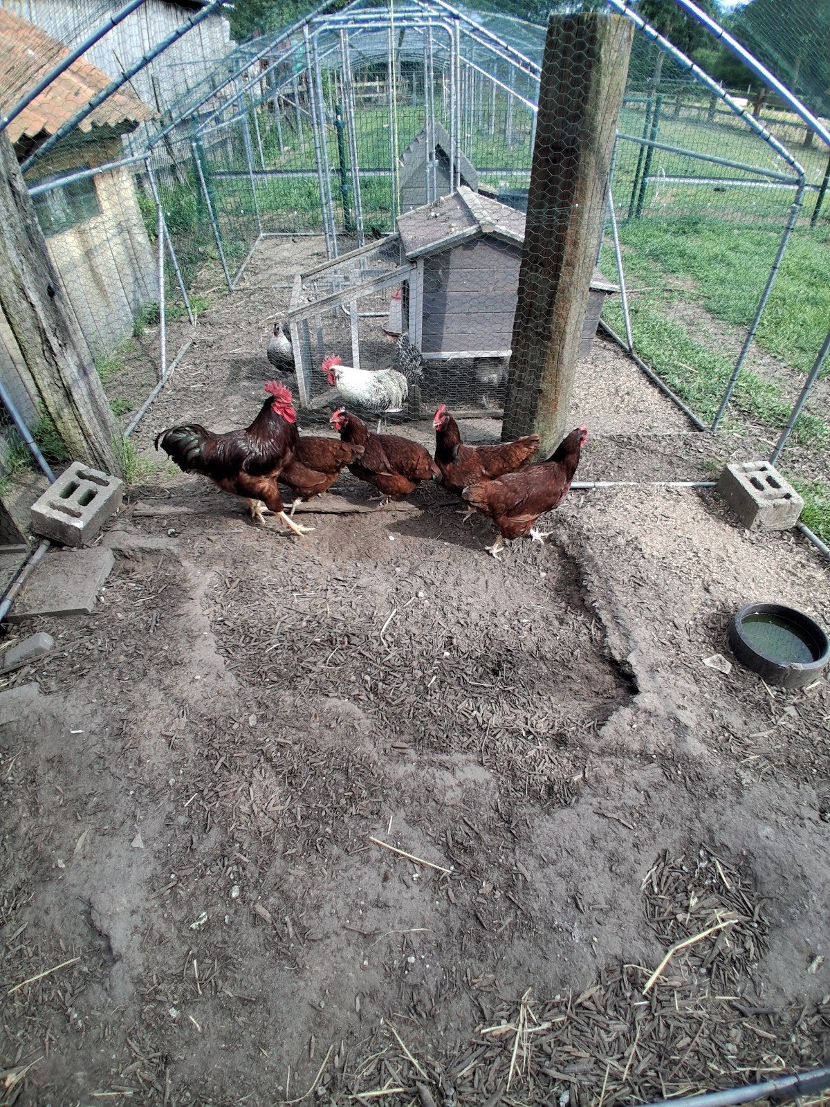 Toom red island, Dieren en Toebehoren, Pluimvee, Meerdere dieren, Kip