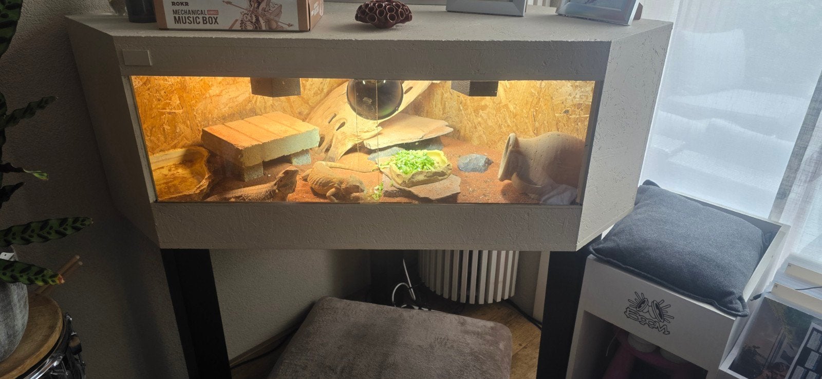 2 Baardagamen(vrouw) incl. Terrarium.
