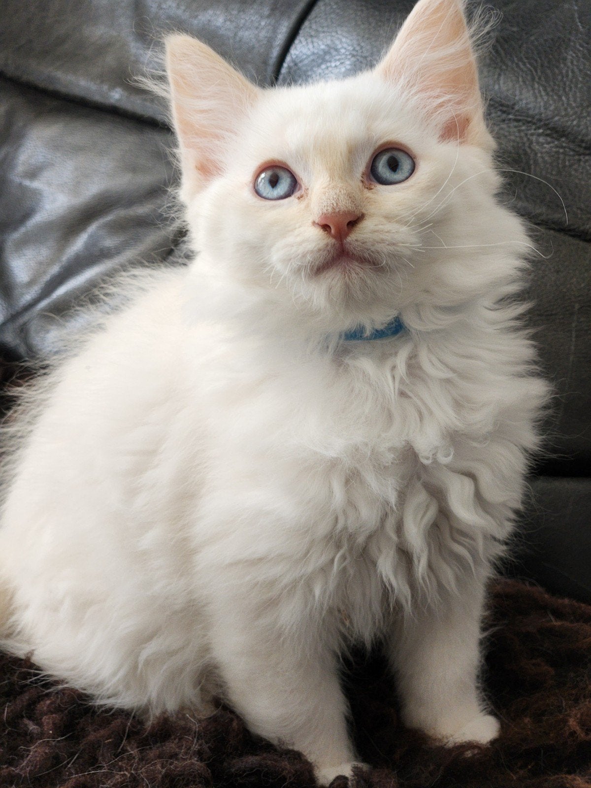 2 mooie/lieve ragdoll katertjes !!, Meerdere dieren, Ontwormd, 0 tot 2 jaar