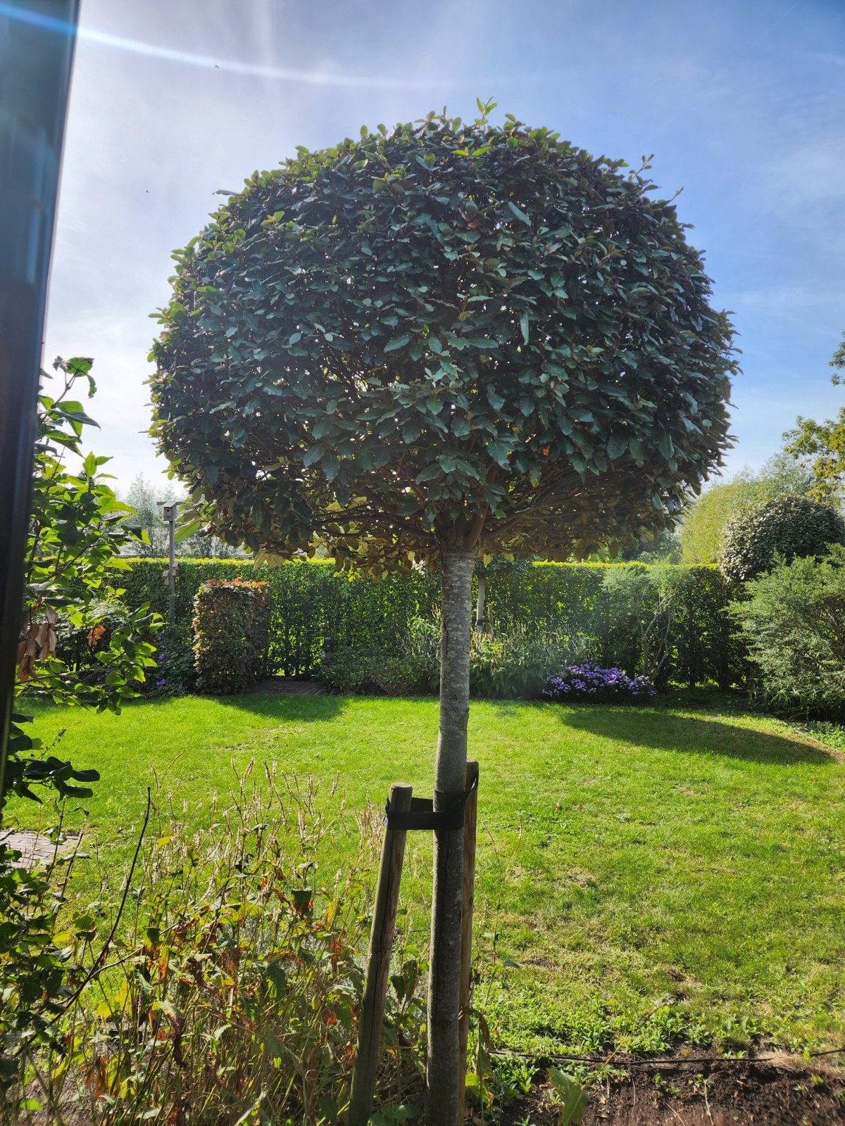 Prachtige Bolboom voor uw tuin, Tuin en Terras, Bloeit niet, Ophalen of Verzenden, 250 tot 400 cm, Volle zon