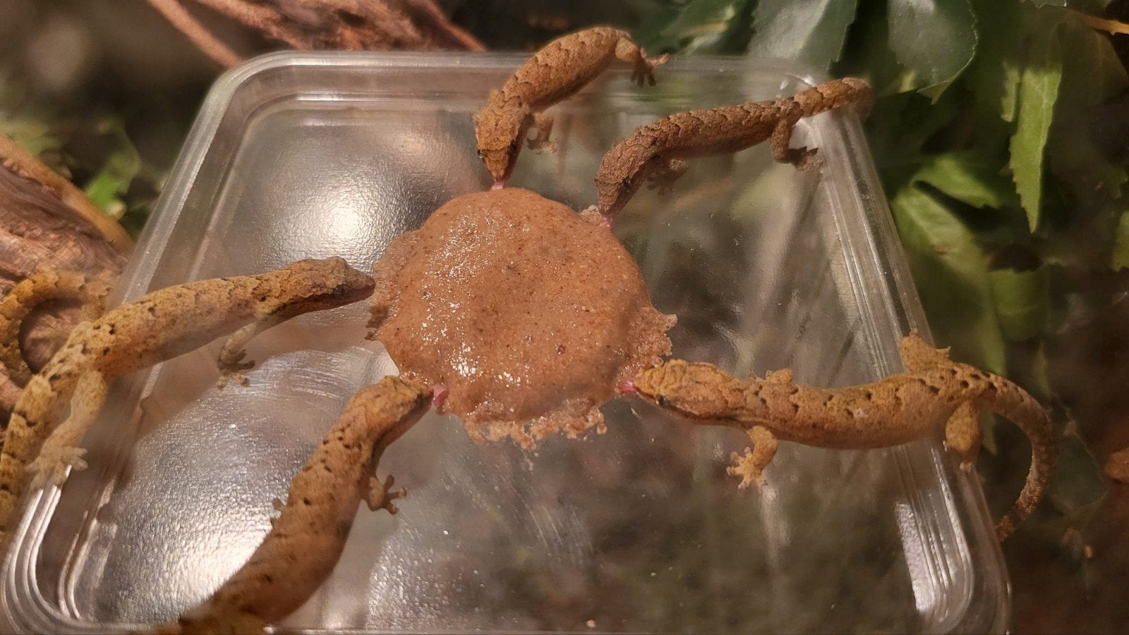 Rouwgekko's te koop, Dieren en Toebehoren, Hagedis, 0 tot 2 jaar