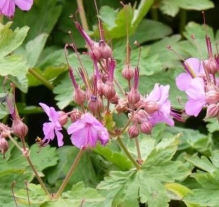 De Ooievaarsbek (Geranium macrorrhizum) biologisch gekweekt, Tuin en Terras, Bodembedekkers, Volle zon, Eenjarig, Ophalen of Verzenden