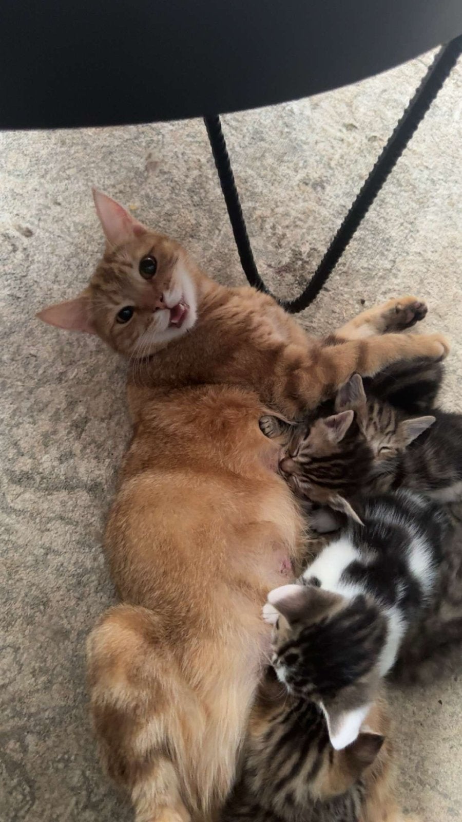 Te koop kittens, Geslacht onbekend, Kortharig, 0 tot 2 jaar