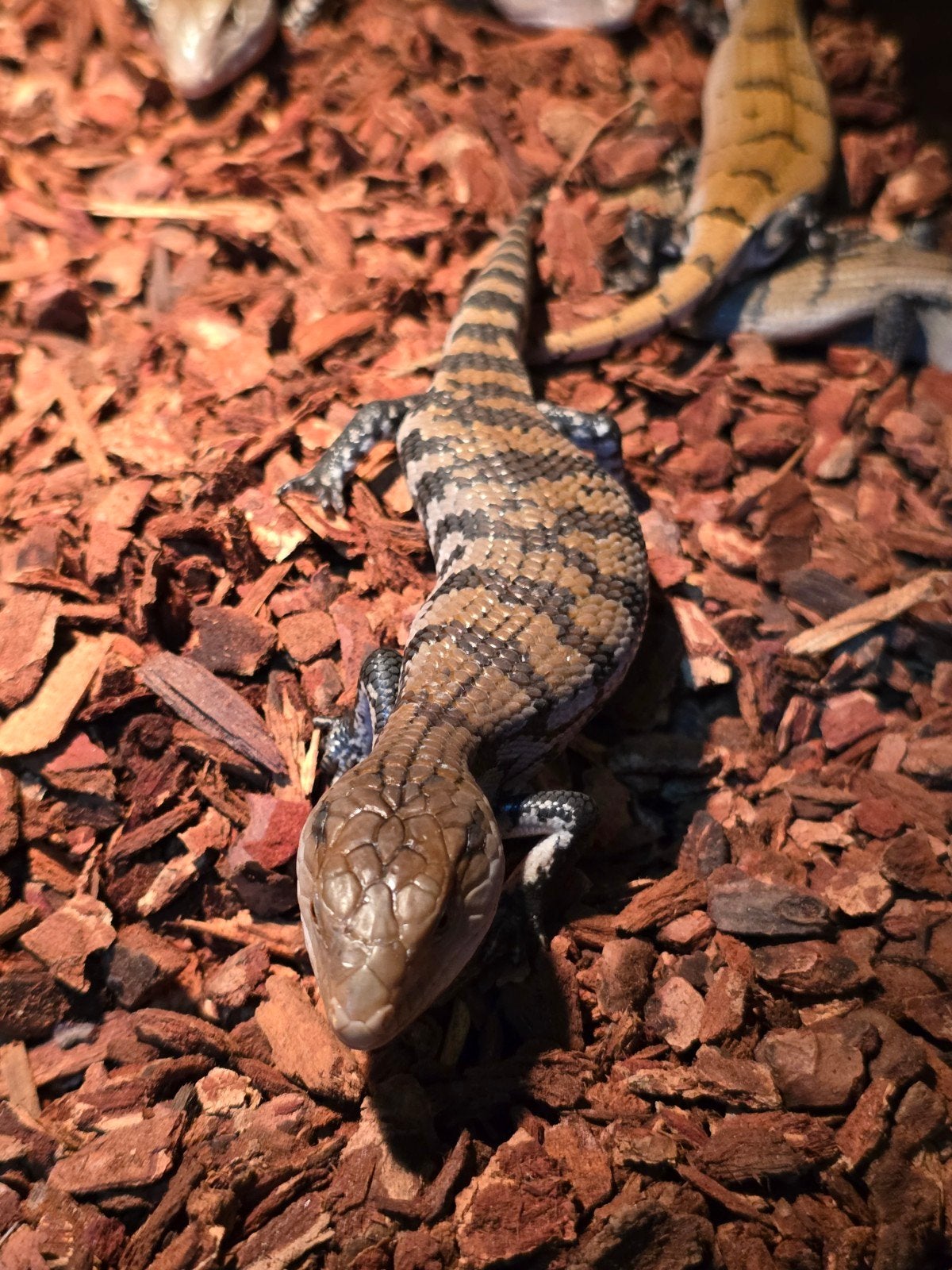Prachtige Merauke blauwtongskinken (Tiliqua gigas evanescens Blue Tongue Skink - unknown for sale from LOST TREASURES