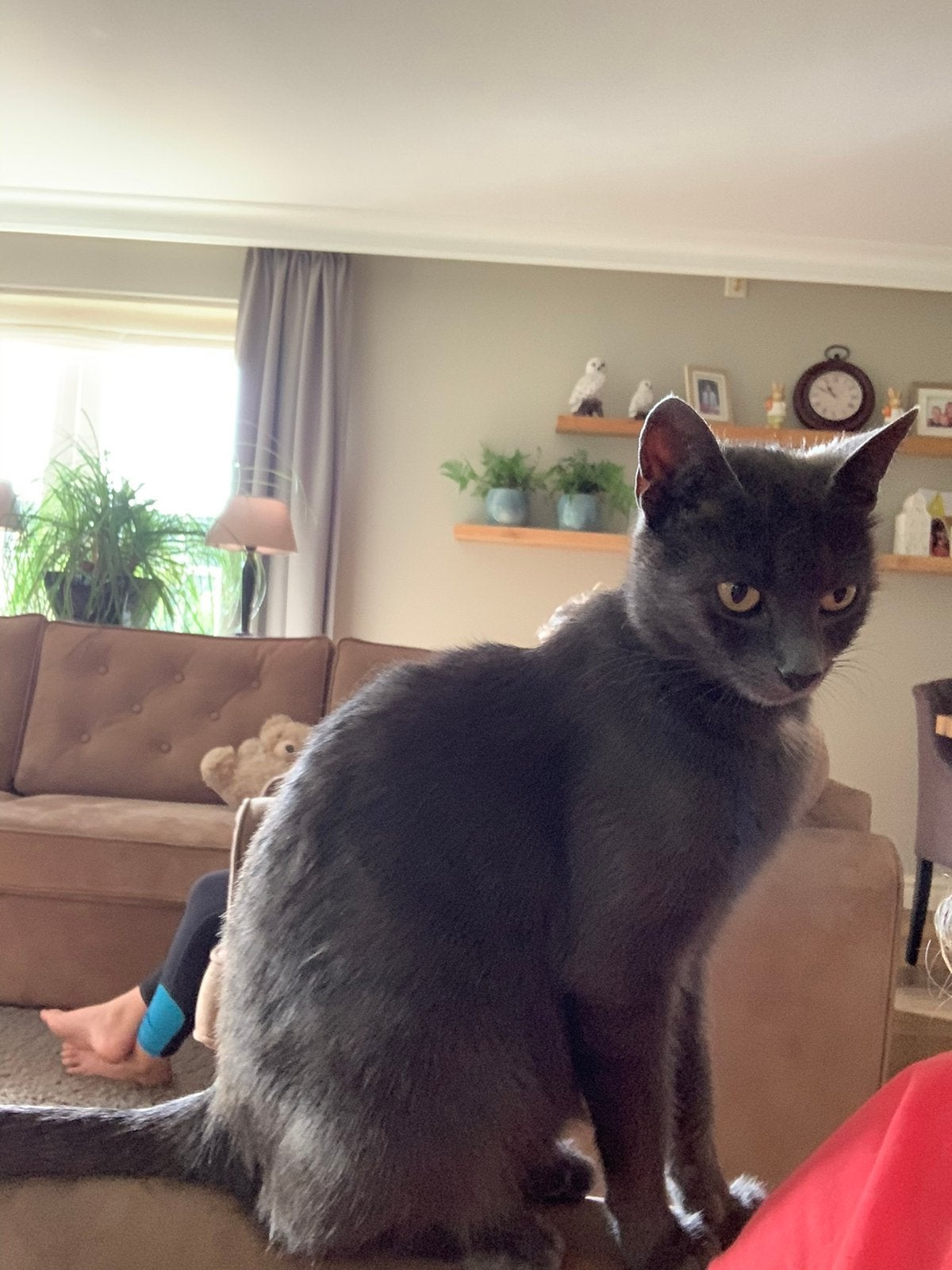 Lieve poes, Poes