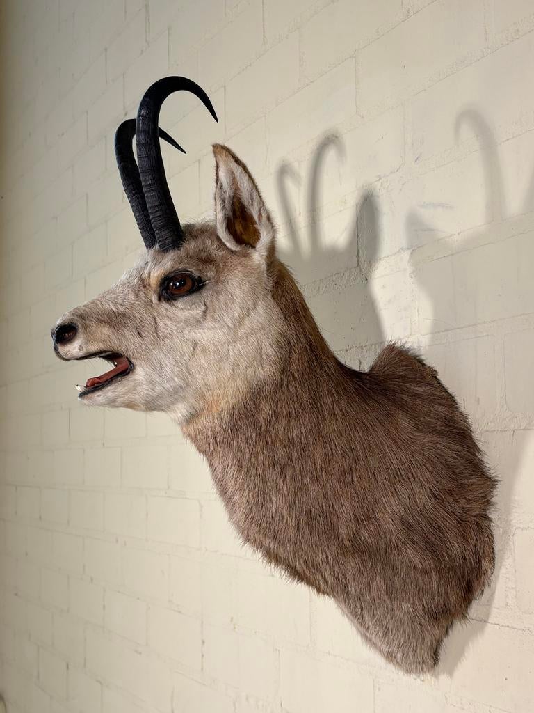 Opgezette Gemsbok Kop - Unieke Wanddecoratie, Verzamelen, Dierenverzamelingen, Ophalen, Gebruikt, Wild dier, Gewei of Kop