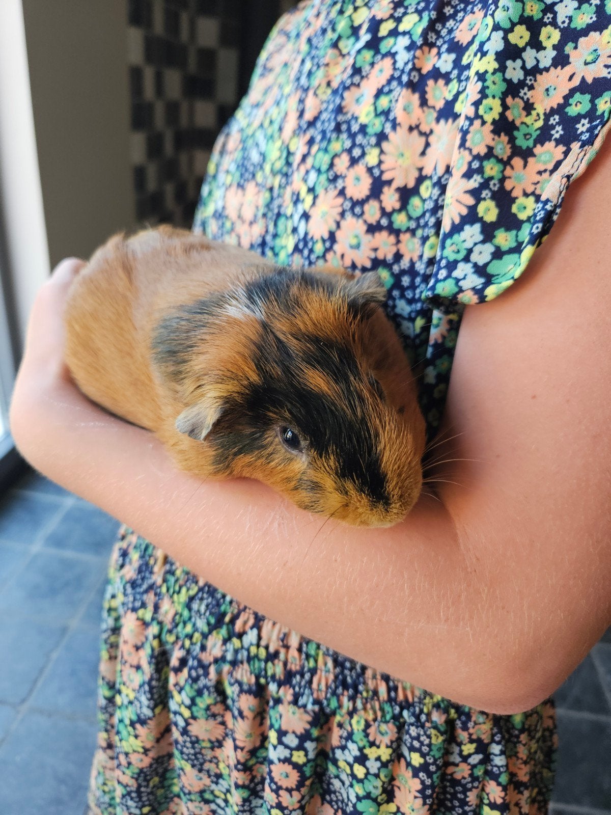 Cavia beertje, mannetje, 4 maanden, Maart, Mannelijk, Cavia