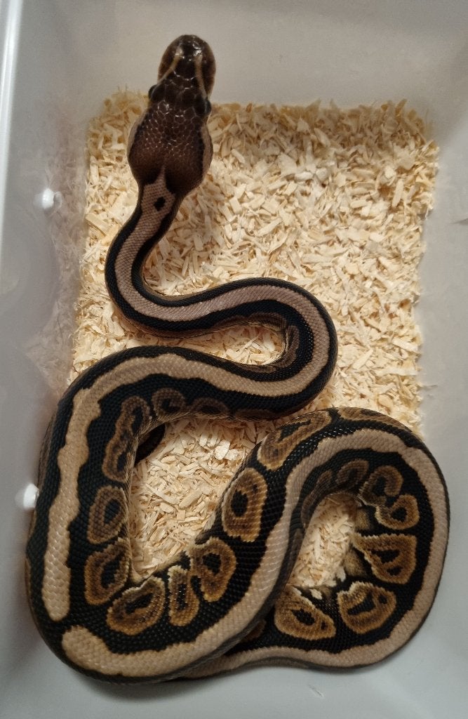 0.1 black pastel spotnose het clown koningspython Ball Python photo 2