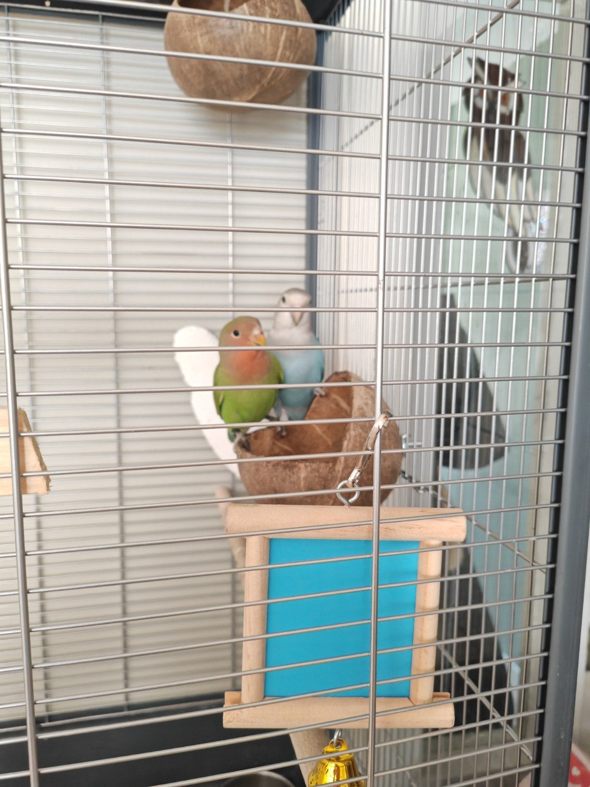 2 mooie agapornissen, Meerdere dieren, Dwergpapegaai of Agapornis, Geringd
