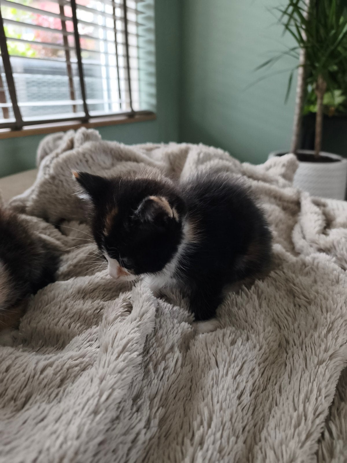 Kittens Ragdoll x Siamees x Europese korthaar, Meerdere dieren