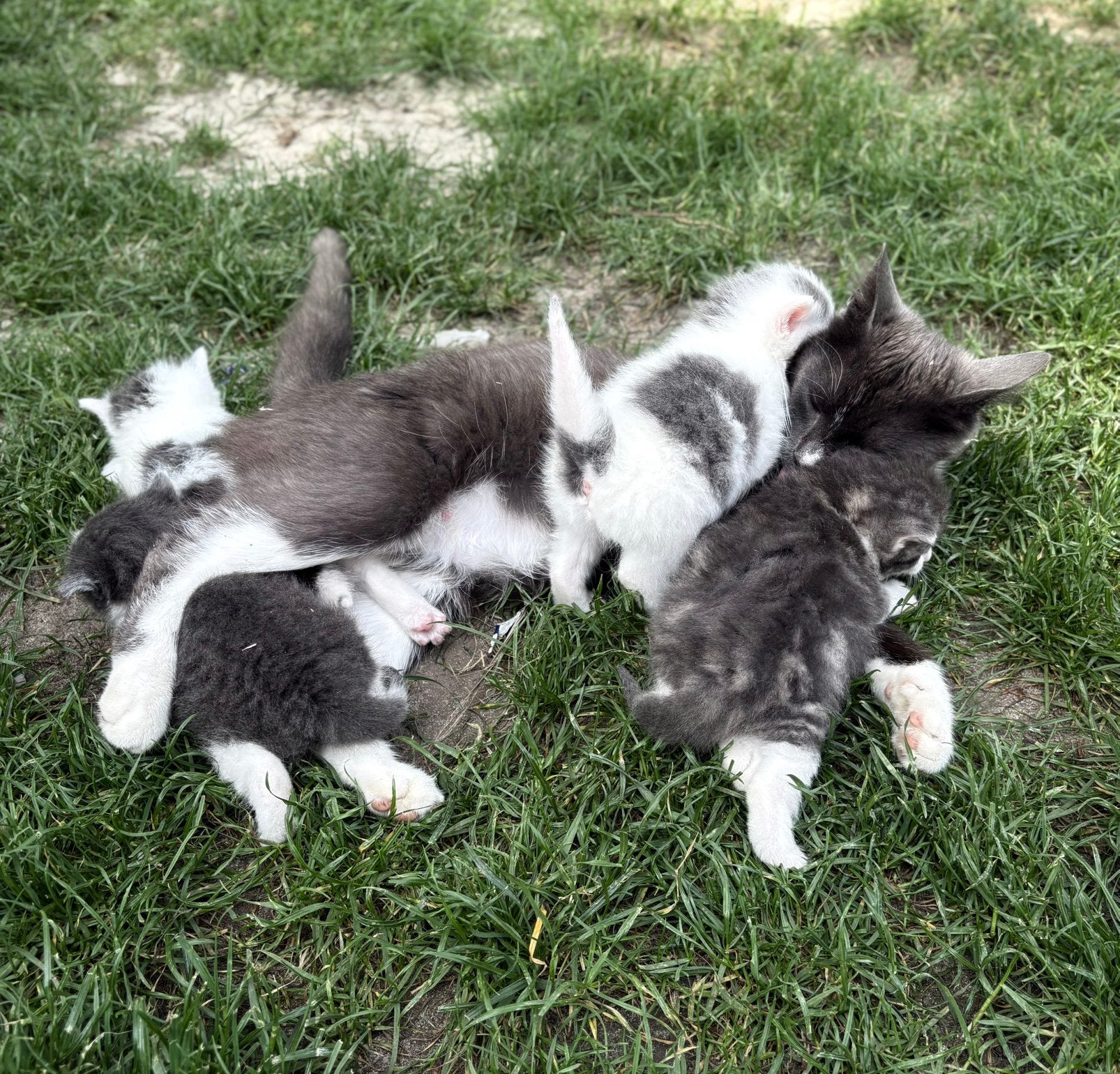Kittens, Meerdere dieren, Kortharig, 0 tot 2 jaar