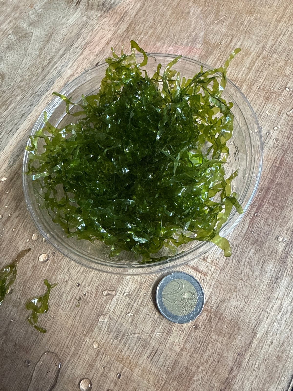 Levermos aquarium garnalen safe, Ophalen