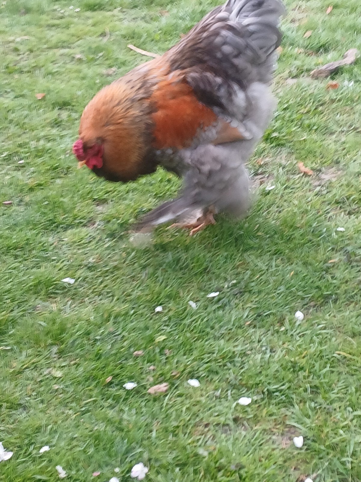 Brahma groot zeldzaame kleurslag, Dieren en Toebehoren, Pluimvee, Kip, Meerdere dieren
