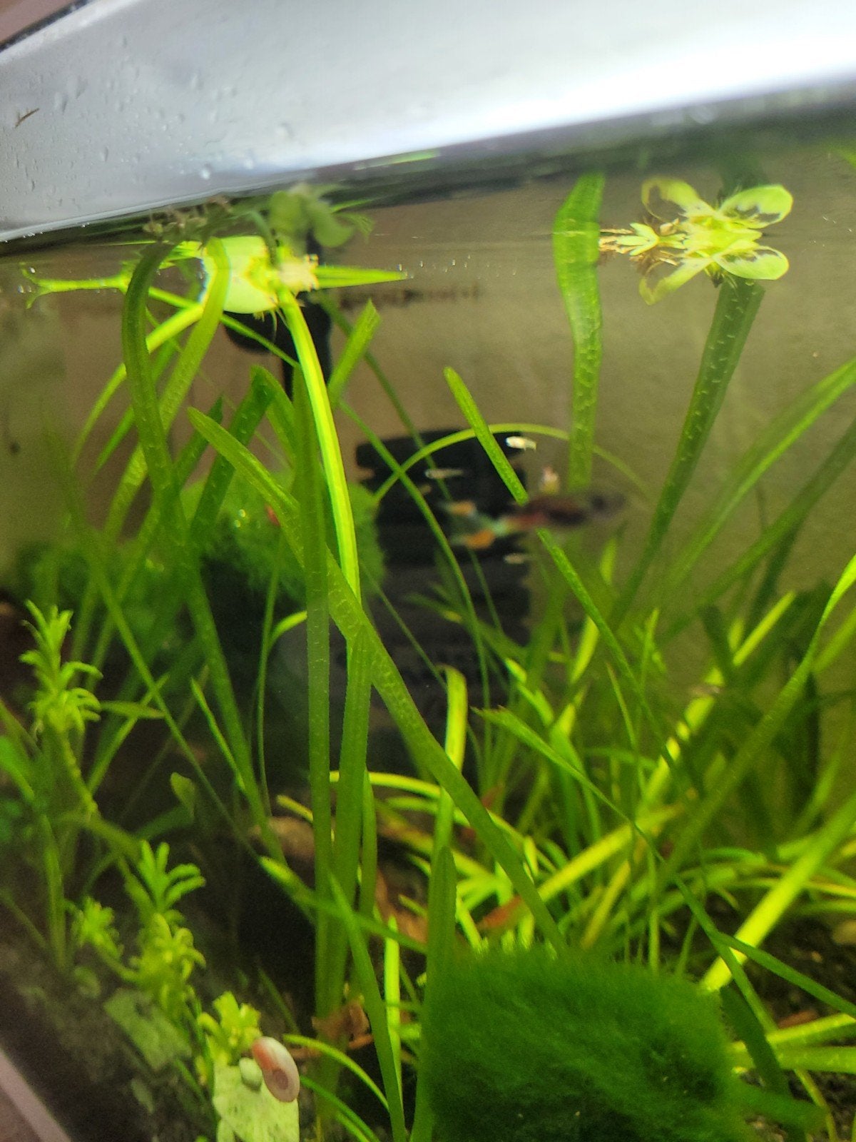 Endler baby guppies, Dieren en Toebehoren, Vis, Zoetwatervis