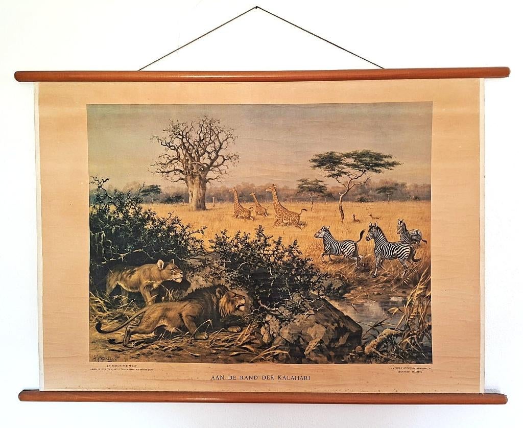 Schoolplaat : Aan de rand der Kalahari ong. 1950-1955, Antiek en Kunst, Antiek | Schoolplaten, Ophalen, Natuur en Biologie