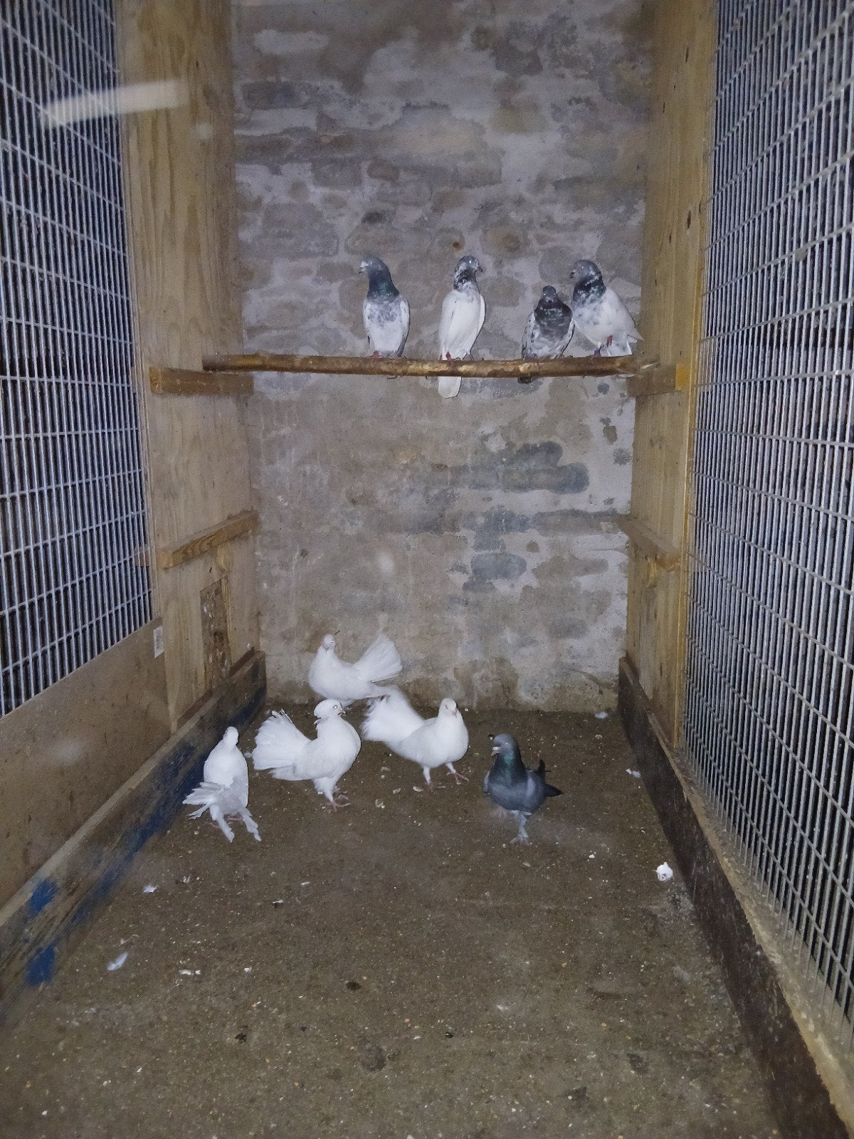 Duiven, Meerdere dieren
