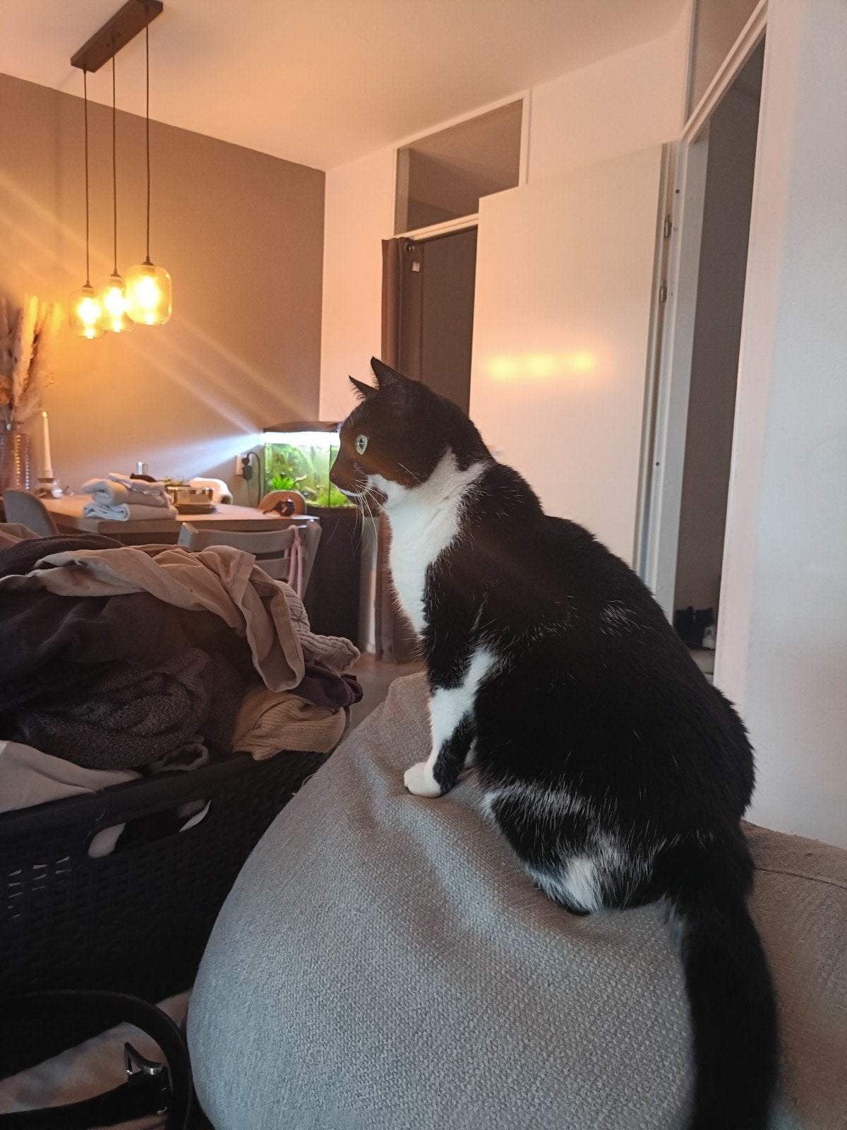 Lieve zwart witte poes. Kortharig, Dieren en Toebehoren, Poes, Kortharig, 3 tot 5 jaar