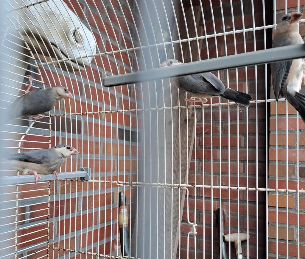 jonge rijstvogels (wildkleur), Dieren en Toebehoren, Meerdere dieren