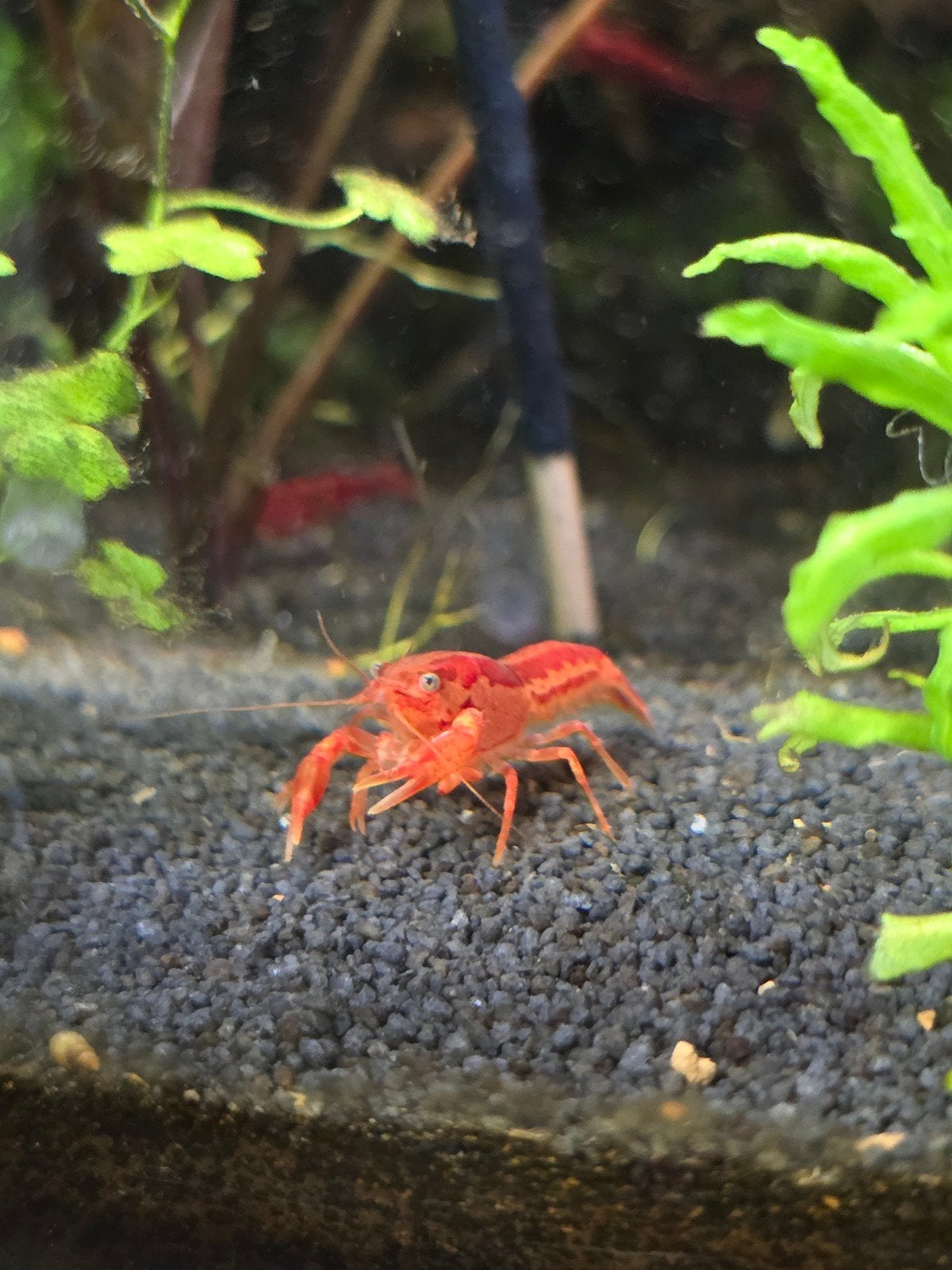 2 Prachtige Oranje CPO Kreeftjes (Cambarellus patzcuarensis), Dieren en Toebehoren, Vis