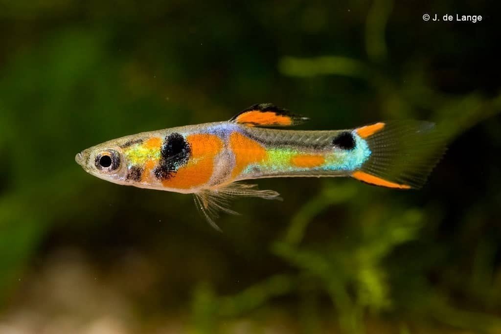 Endler guppen (gratis), Dieren en Toebehoren, Vis, Zoetwatervis