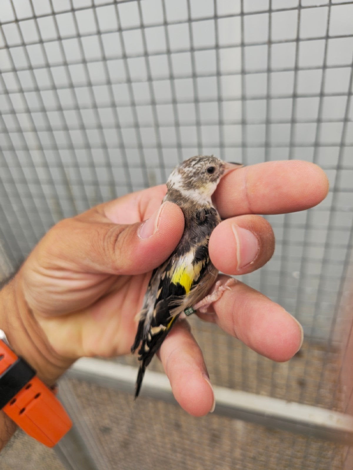 mooi kleine putter facyato 2026, Dieren en Toebehoren, Mannelijk, Wildzangvogel, Geringd