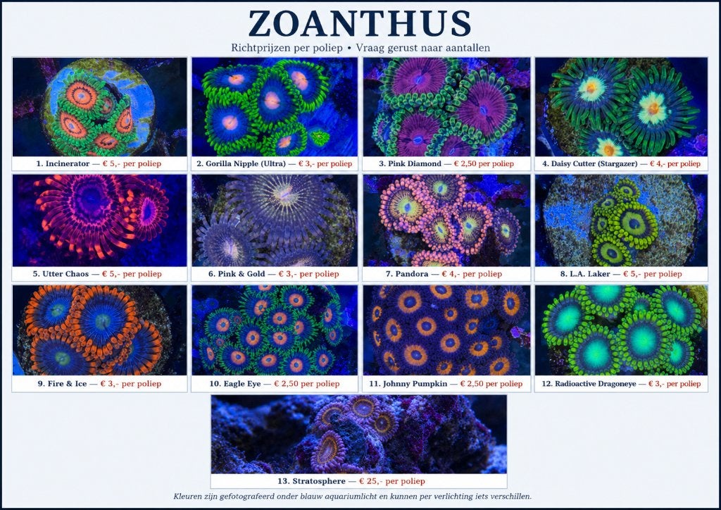 Zoanthus koraal 12 verschillende soorten, Overige typen, Zoutwatervis