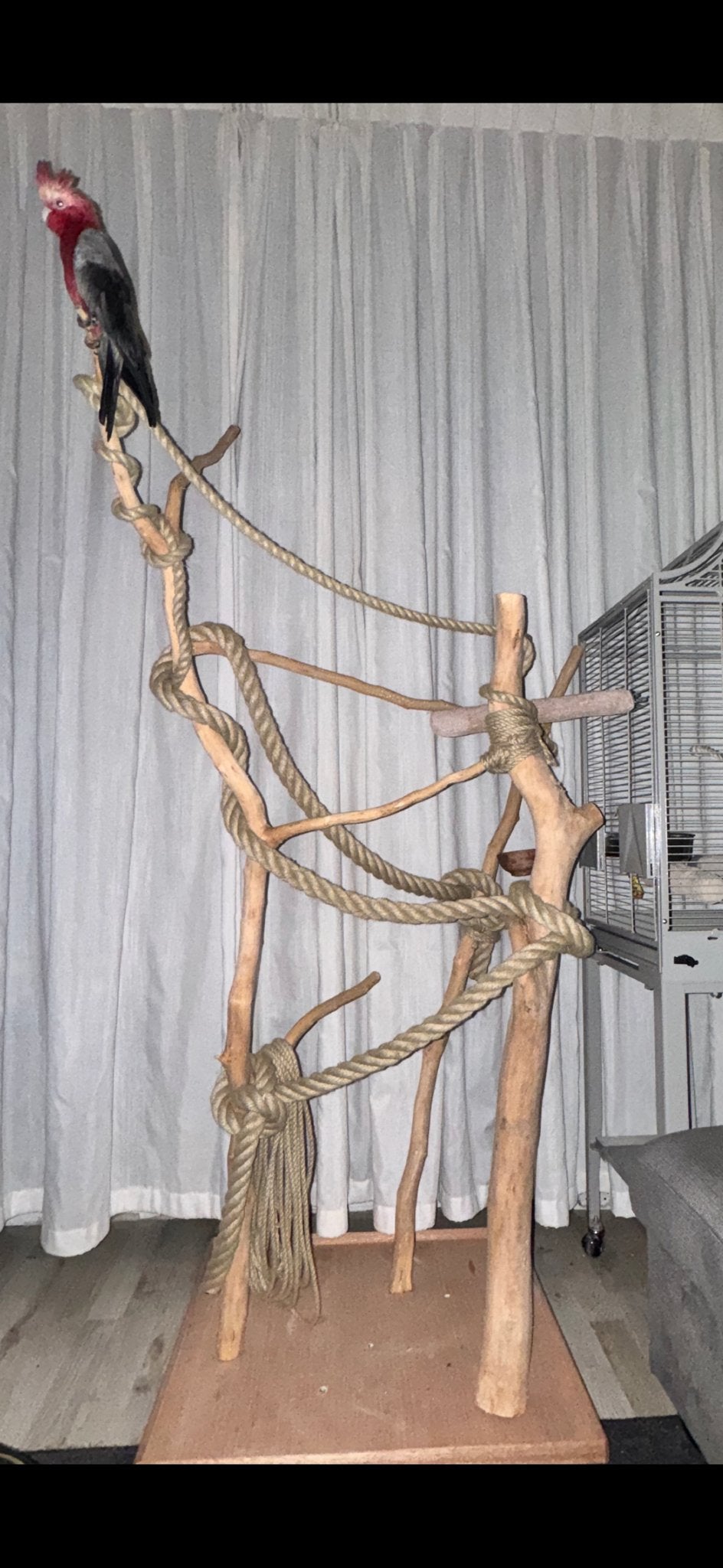 Speelboom voor uw papegaai of vogel, Ophalen, Nieuw, Kooi-accessoires