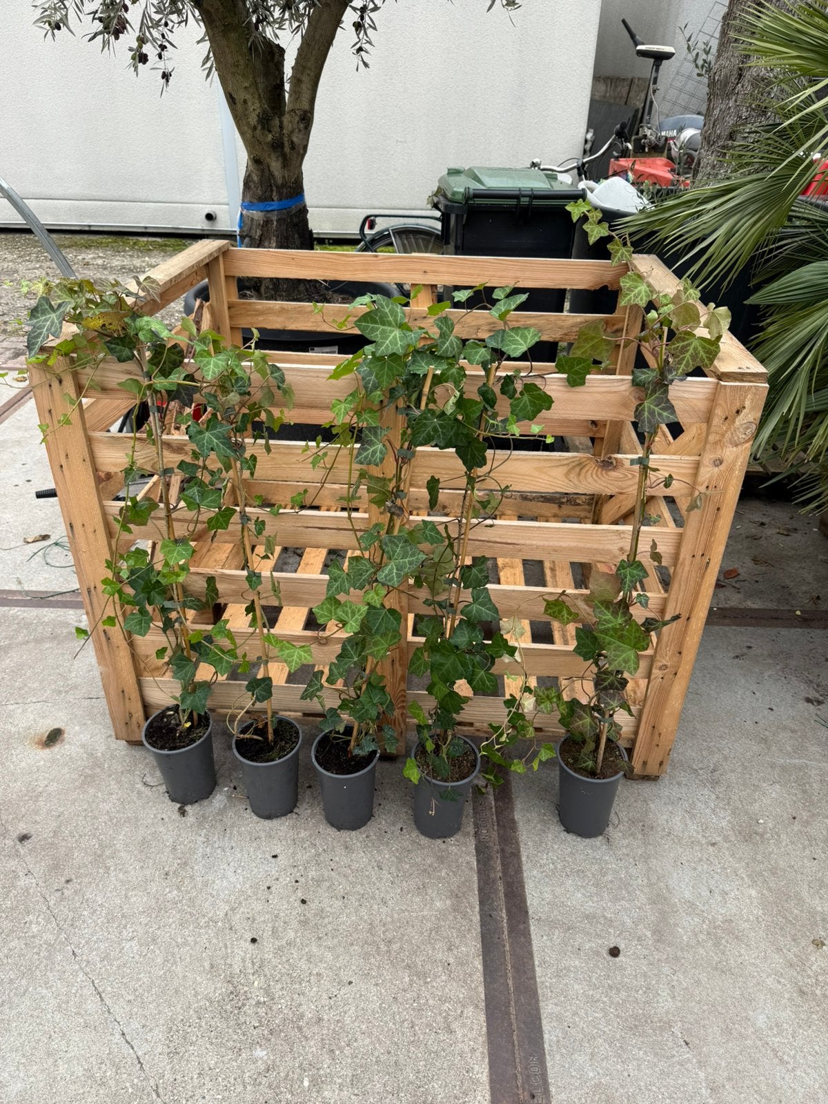 Laatste kans 40/50 hedrra langer dan 125 cm stunt 1,95, Ophalen, Bloeit niet, Vaste plant, Klimplanten