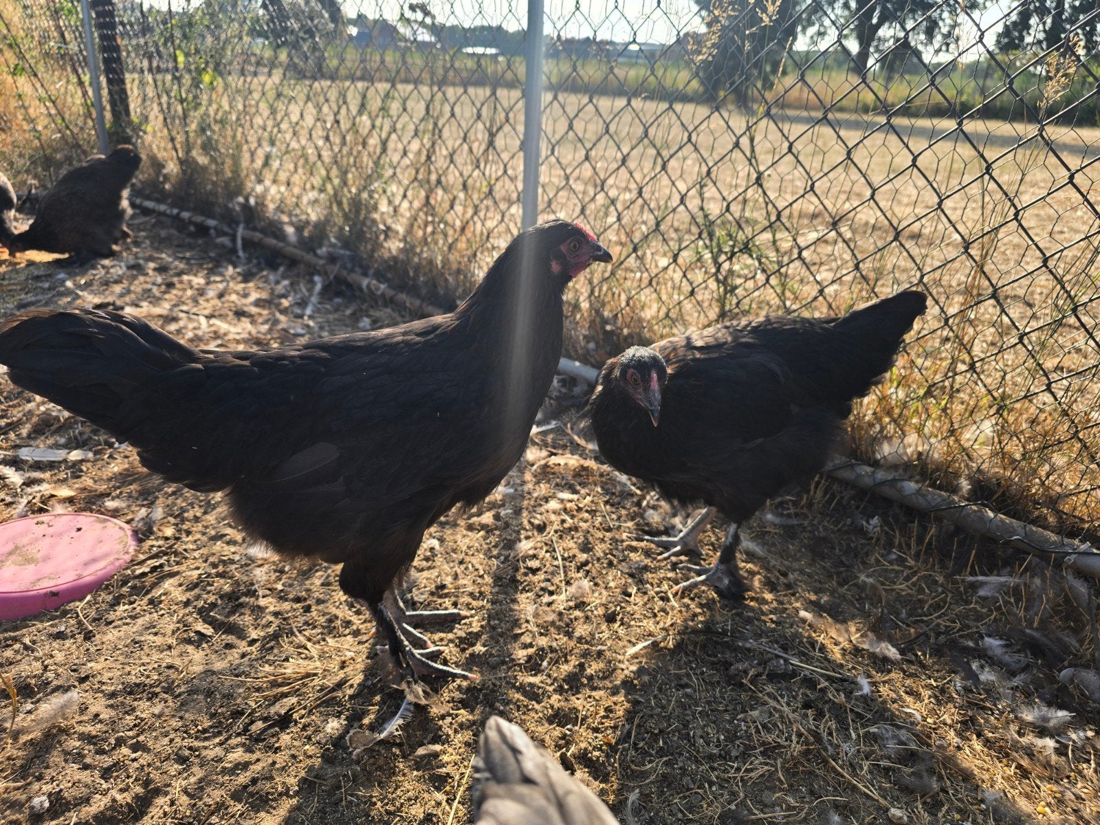 zwart koper marans en blauw koper marans, Dieren en Toebehoren, Pluimvee, Vrouwelijk, Kip