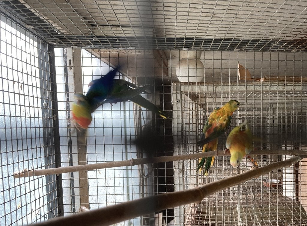Turqoisine parkiet, Meerdere dieren, Parkiet, Geringd