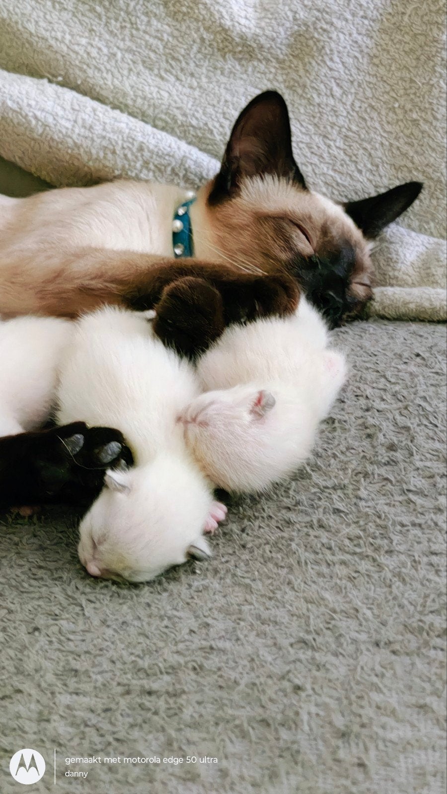 Siamese kitten , 100% zuiver ras., Poes, Ontwormd, 0 tot 2 jaar
