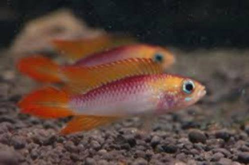 Apistogramma Viejita Gold paar - Koidream Valburg, Vis, Zoetwatervis