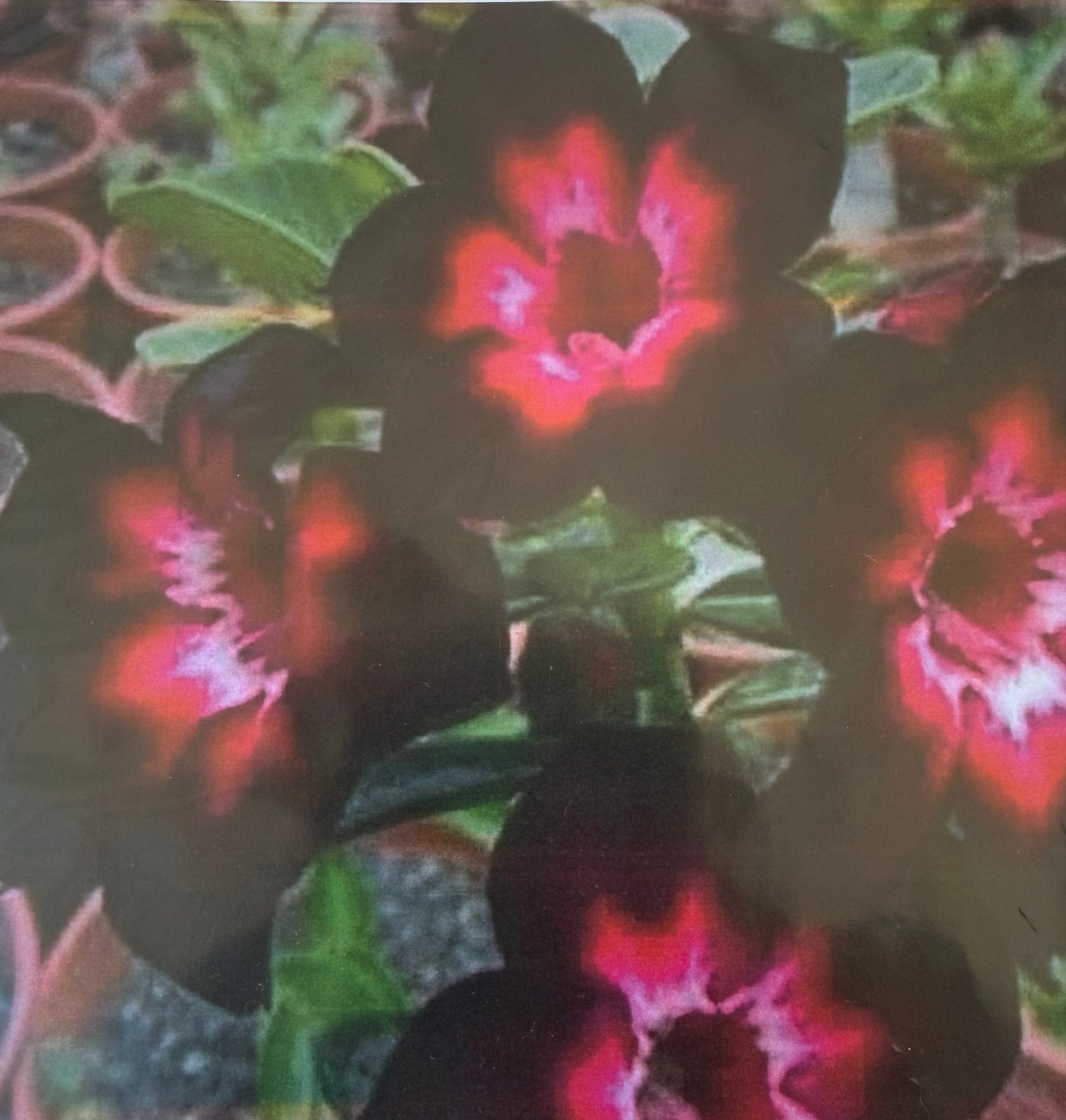 Adenium Woestijnroos 3-jarige planten, Overige soorten, Volle zon, Vaste plant, Ophalen of Verzenden