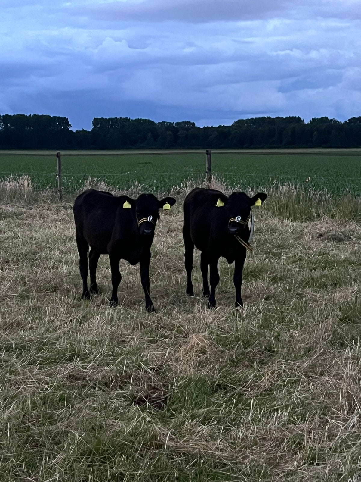 Advertentie gewijzigd Tekoop 2 black angus vaarzen, Dieren en Toebehoren, Runderen, Vrouwelijk