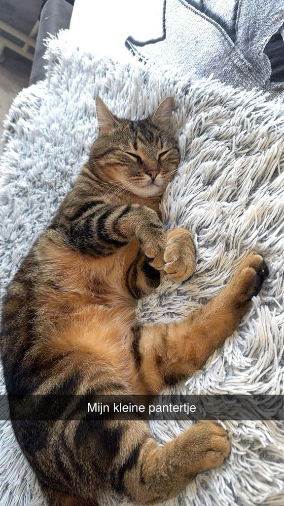 Europeese korthaar, Dieren en Toebehoren, Katten en Kittens | Overige Katten, Kater