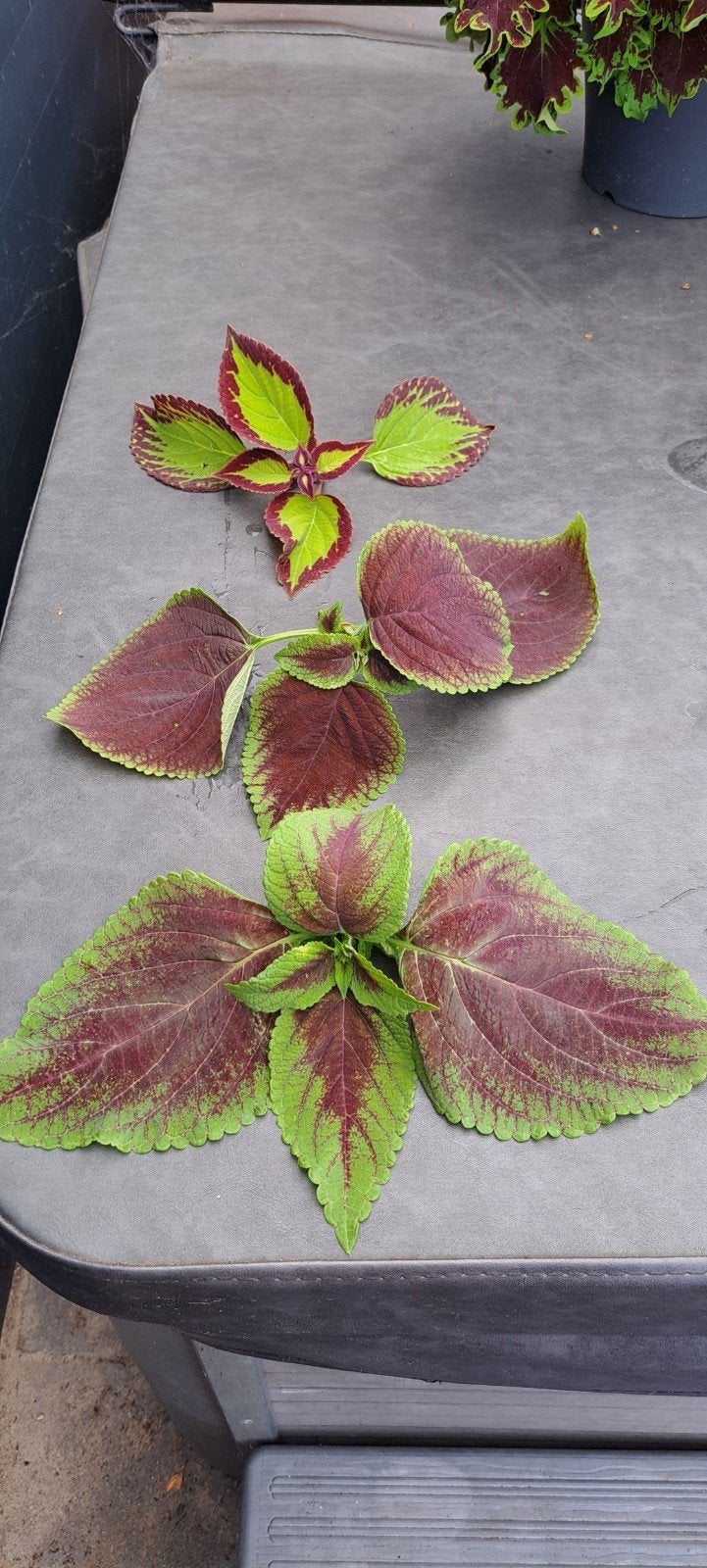 Coleus stekken (siernetel) met grote bladeren., Bloeiende kamerplant, Ophalen of Verzenden, Halfschaduw, Minder dan 100 cm