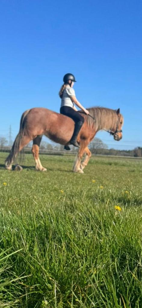 Lieve pony 137cm, Dieren en Toebehoren, Pony's, B, 11 jaar of ouder, Recreatiepony, D pony (1.37m tot 1.48m)