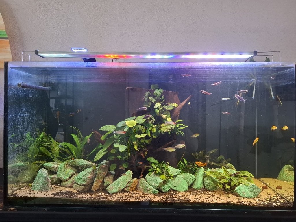 Compleet draaiend 200L aquarium + pomp, vissen en toebehoren, Dieren en Toebehoren, Ophalen, Overige merken, Gevuld zoetwateraquarium