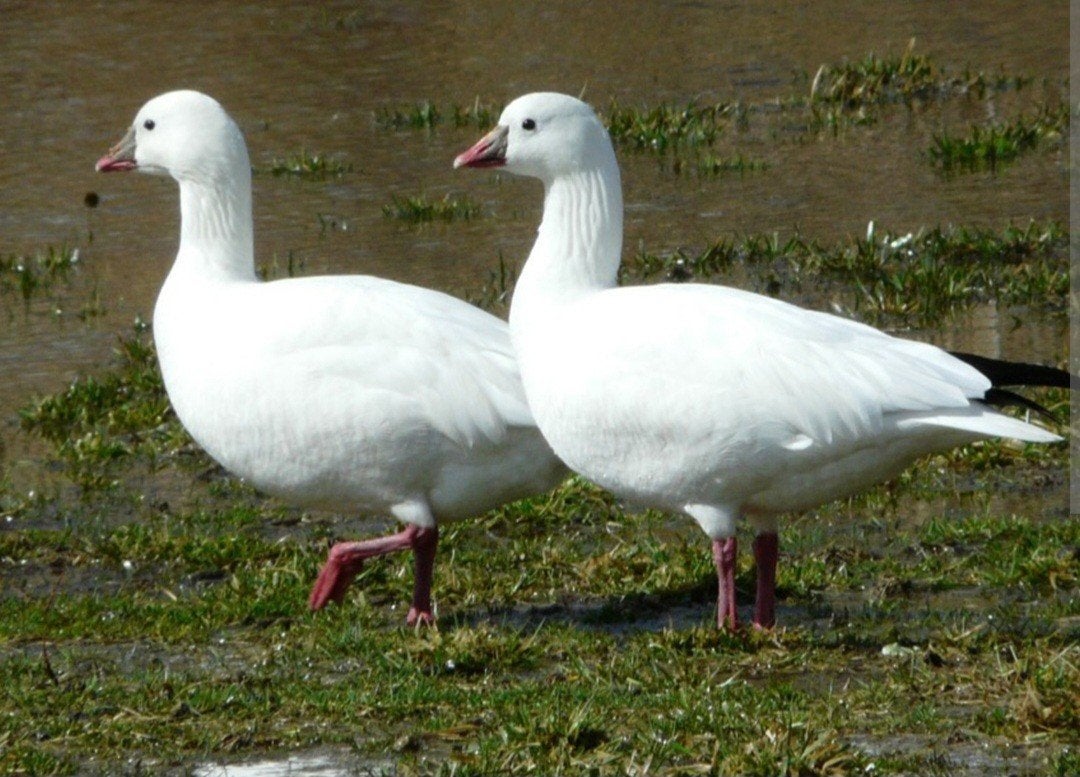 Rossganzen, Mannelijk, Gans of Zwaan