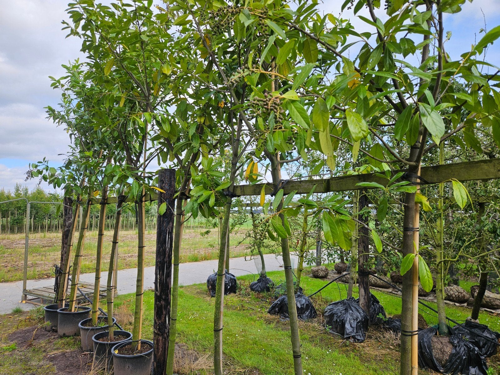 Bomenopruiming. Restant laurier bomen Stamomtrek 10/12, Tuin en Terras, Planten | Bomen, In pot, Halfschaduw, Ophalen of Verzenden