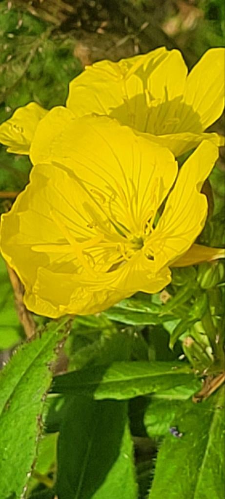 40 verschillende vaste planten, Ophalen, Overige soorten, Volle zon
