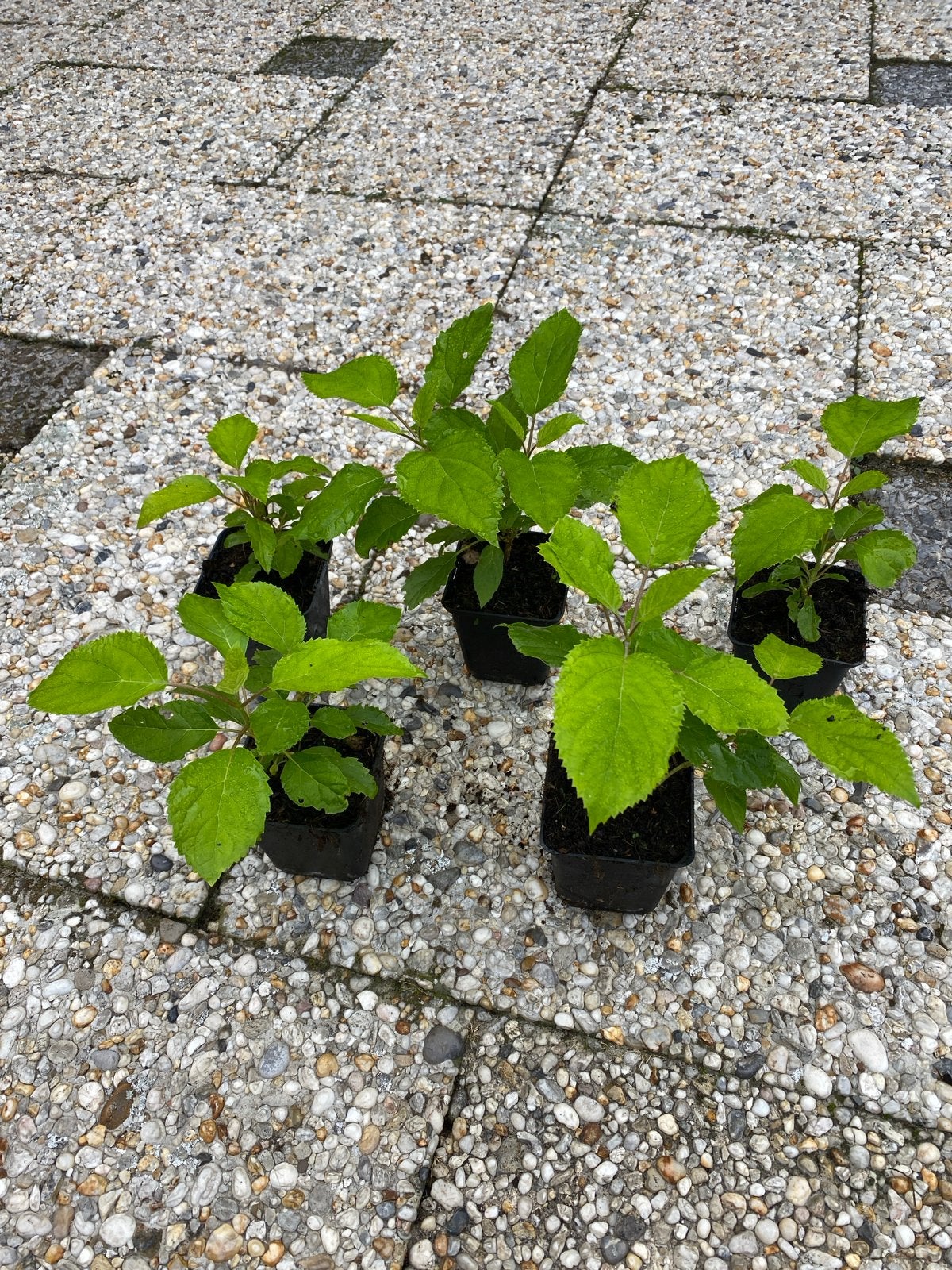 Hortensia Annabelle - Jonge planten, Vaste plant, Halfschaduw, Zomer, Ophalen