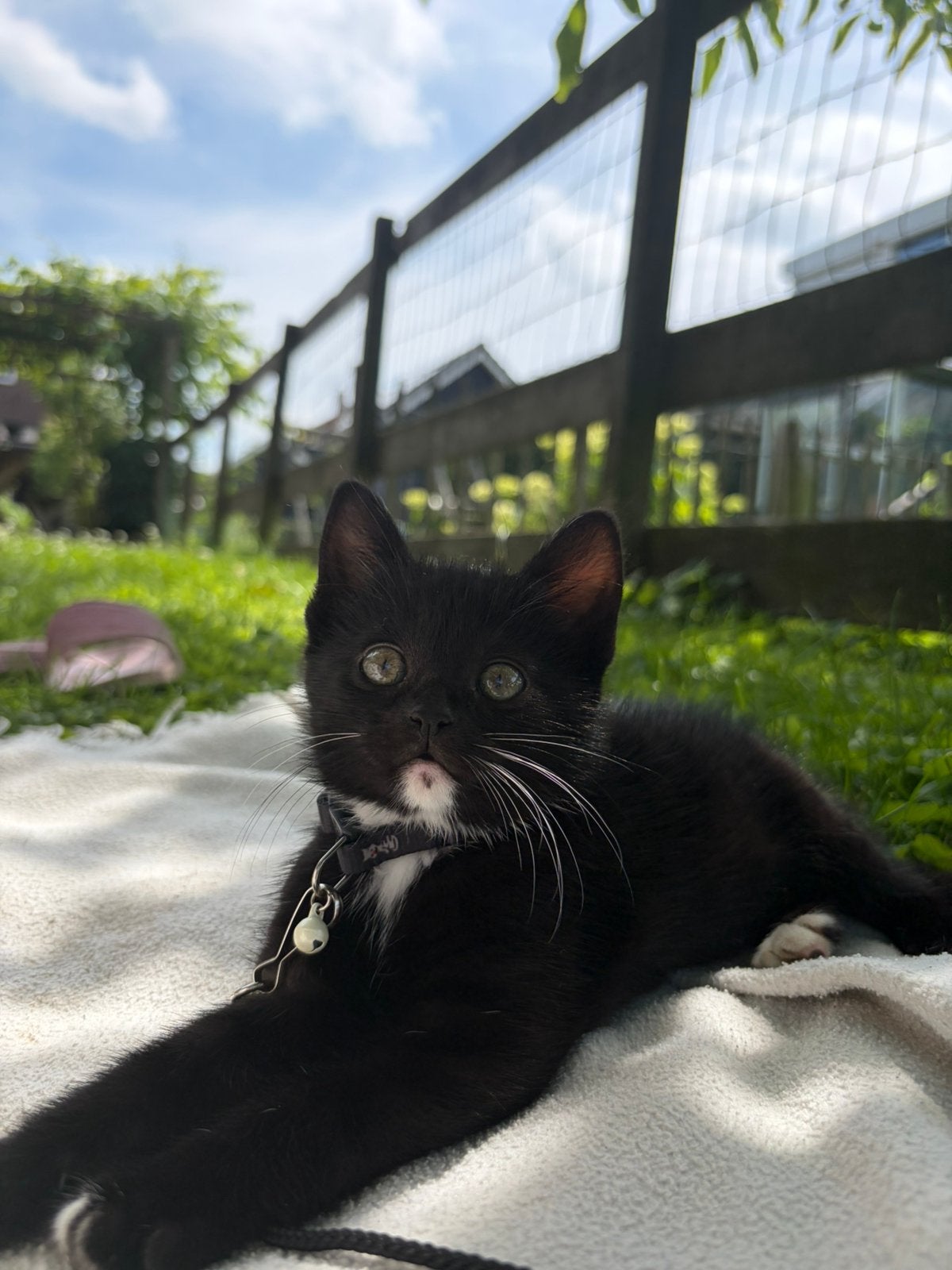 Kitten te koop, Poes, Kortharig, 0 tot 2 jaar