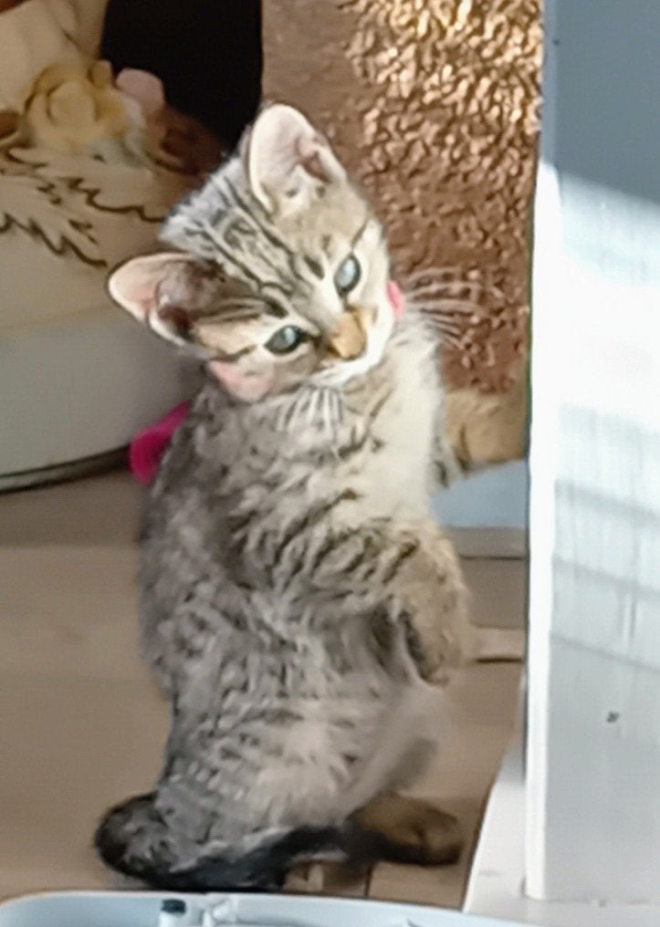 Mooie  kittens Savana /Bengaal  - mix Britsekorthaar, Meerdere dieren, Kortharig, 0 tot 2 jaar