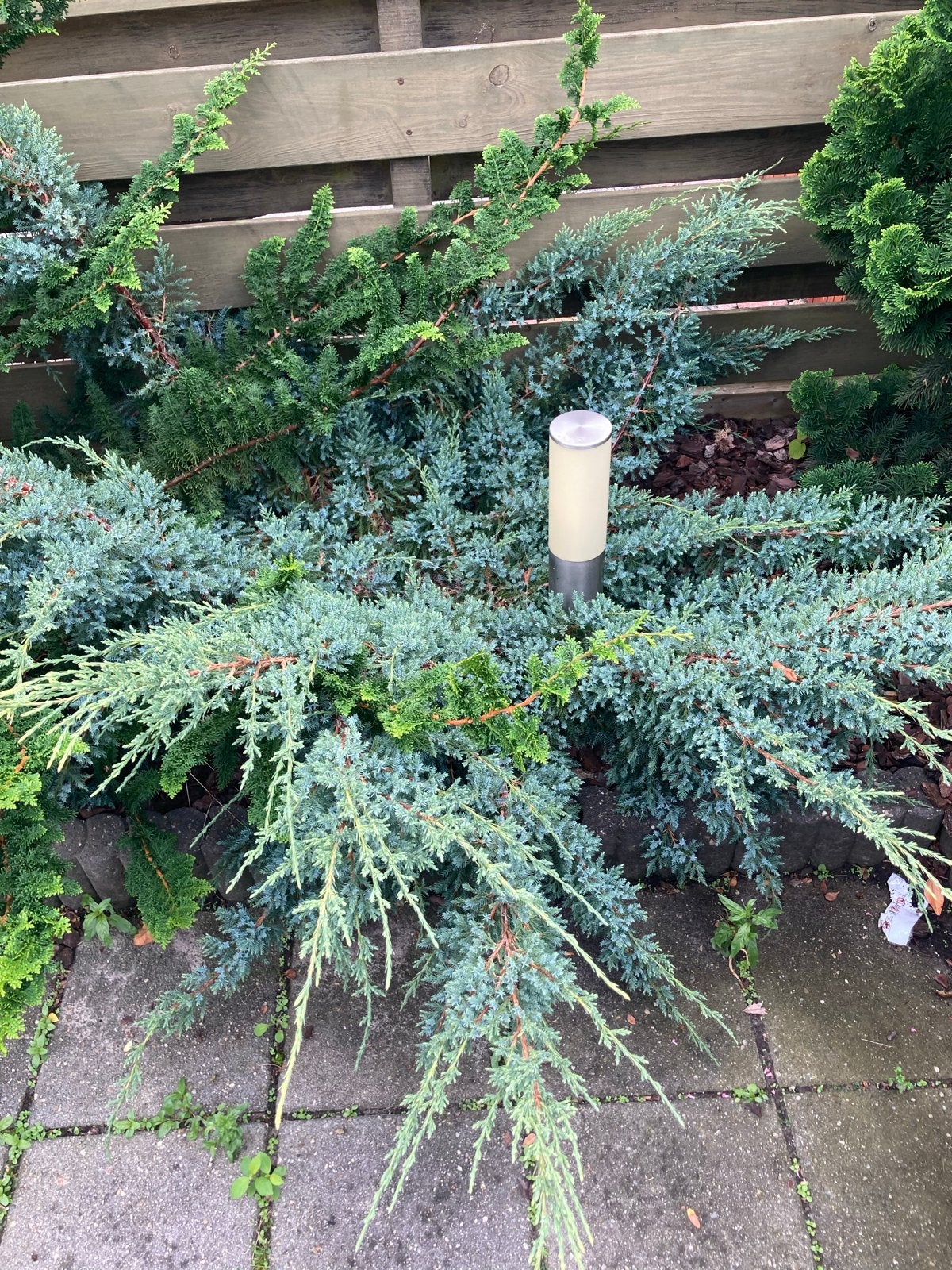 Foto 3 van Diverse Vaste Tuinplanten - Groenblijvend en Onderhoudsvrien