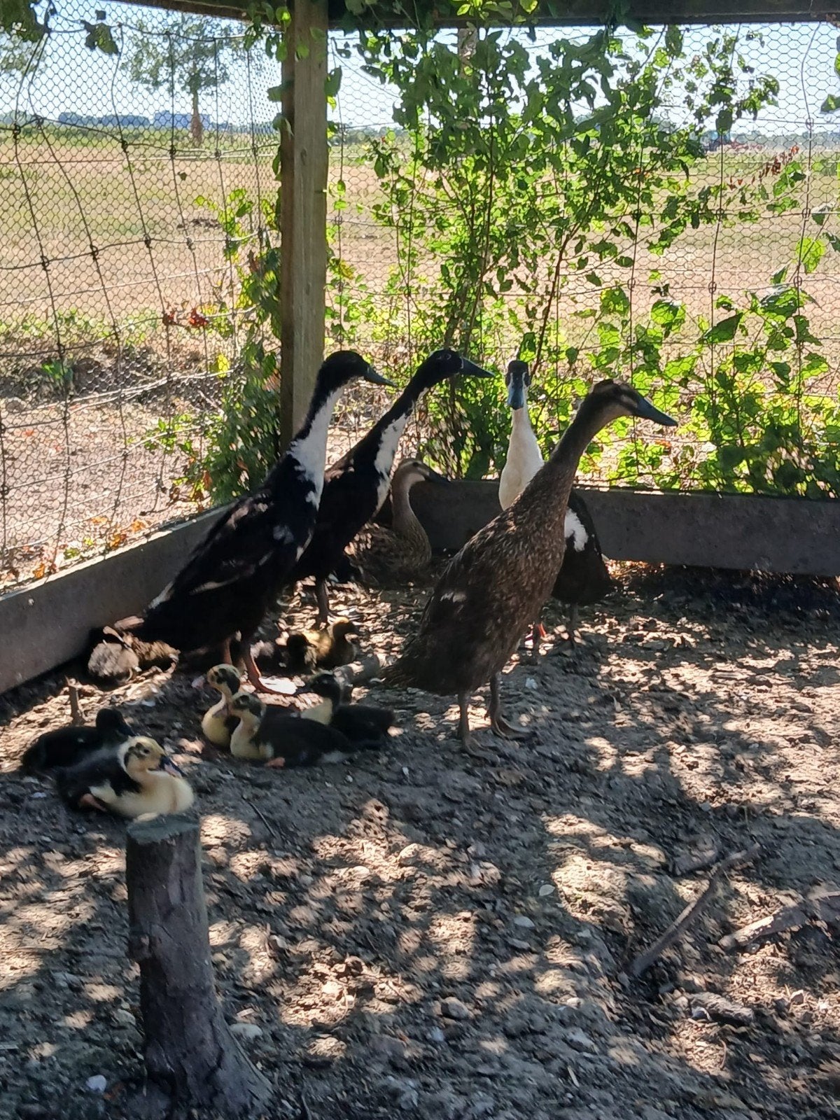 Te koop mooie loopeenden + loopeenden kuikens, Dieren en Toebehoren, Meerdere dieren, Eend